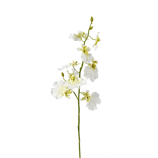 Tige d'Orchidée Oncidium