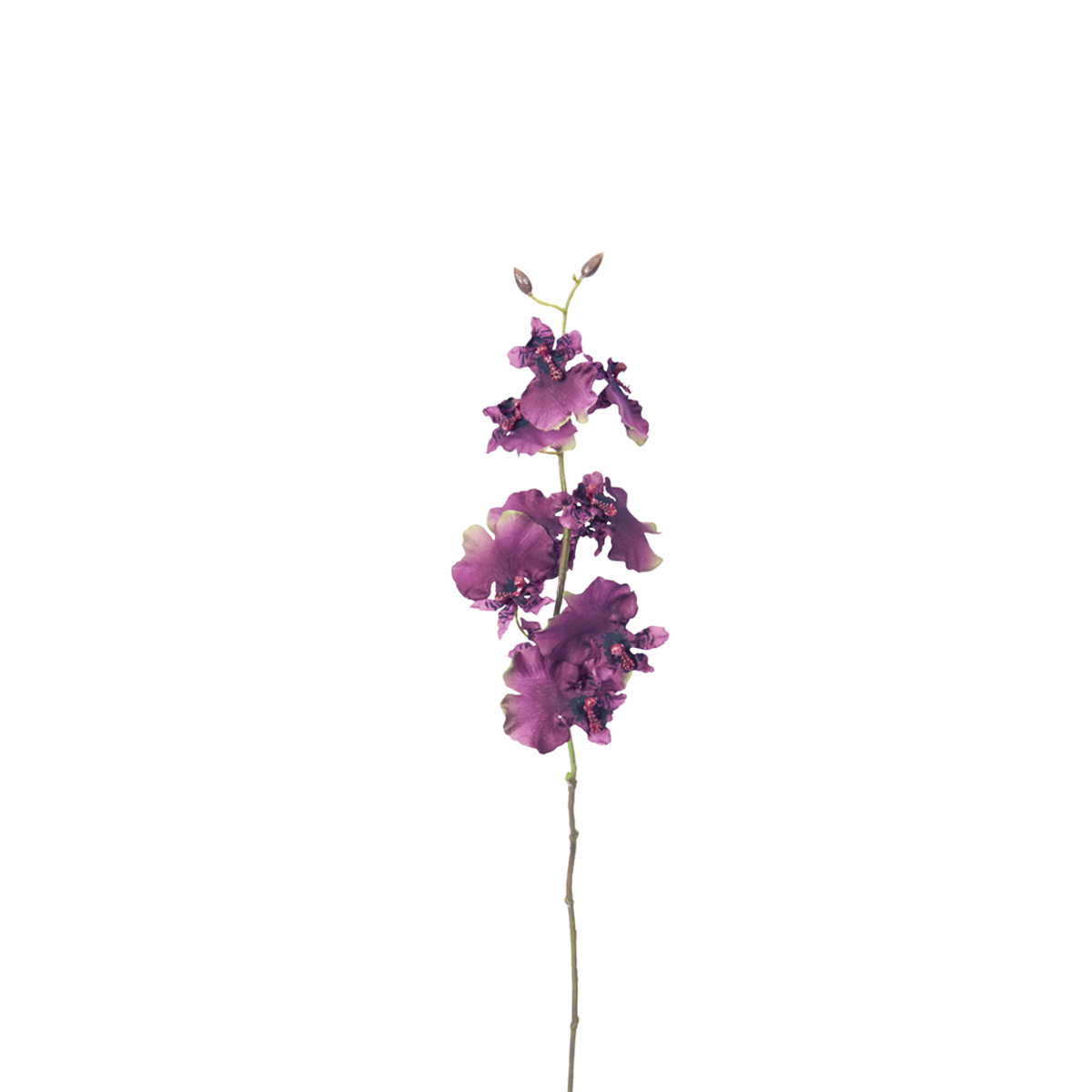 Tige d'Orchidée Oncidium