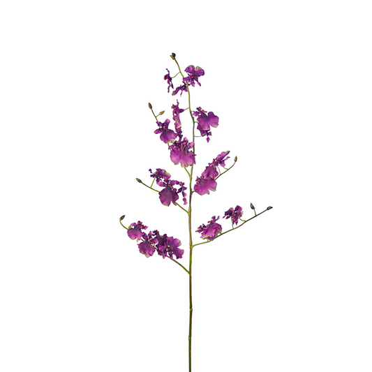 Tige d'Orchidée Oncidium 