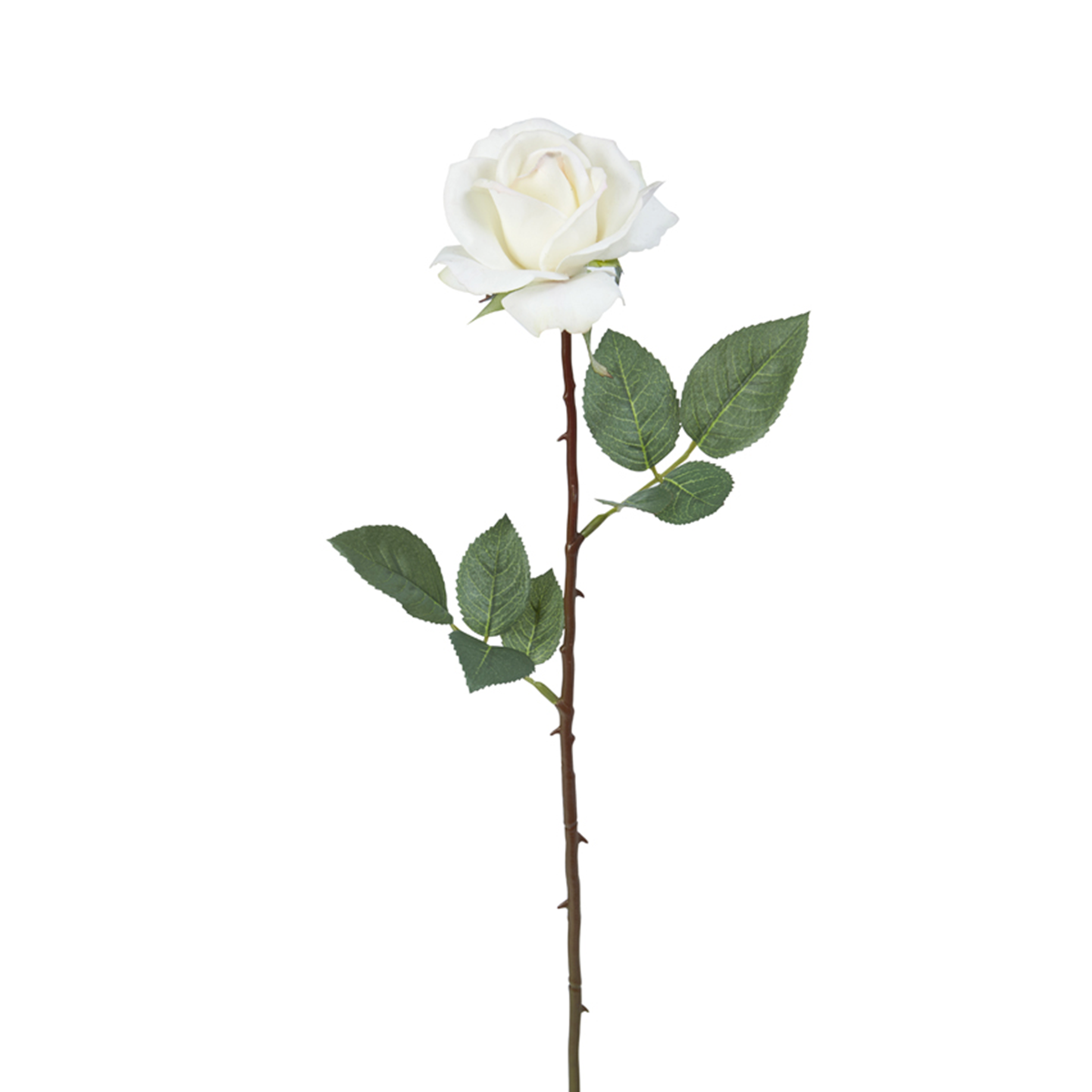 Tige de Rose Sophia