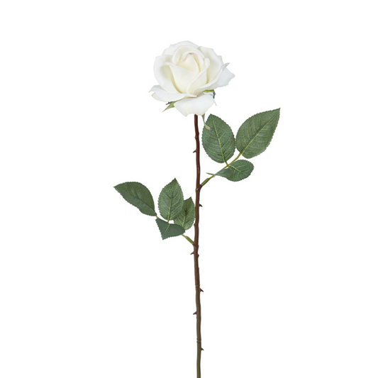 Tige de Rose Sophia