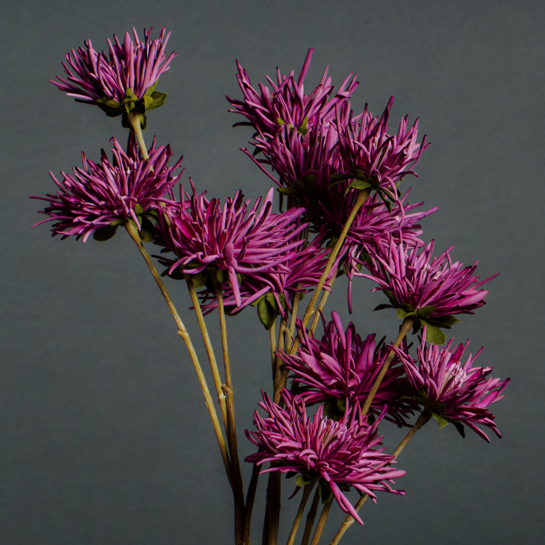 Tige de Chrysanthème Mum