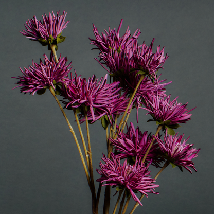 Tige de Chrysanthème Mum