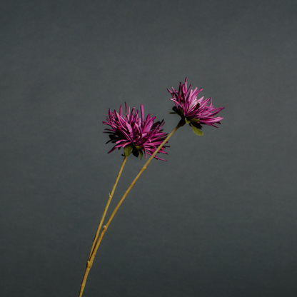 Tige de Chrysanthème Mum
