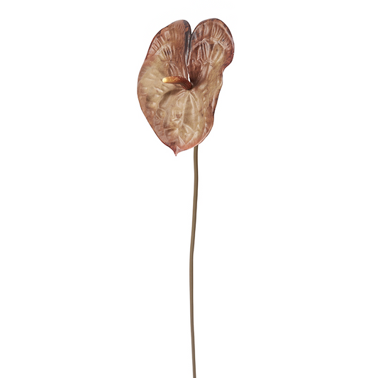 Tige d'Anthurium Ombré