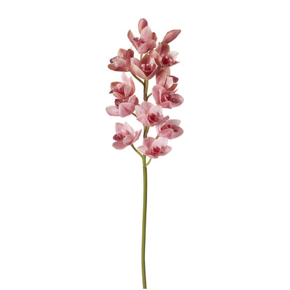 Tige d'Orchidée Cymbidium