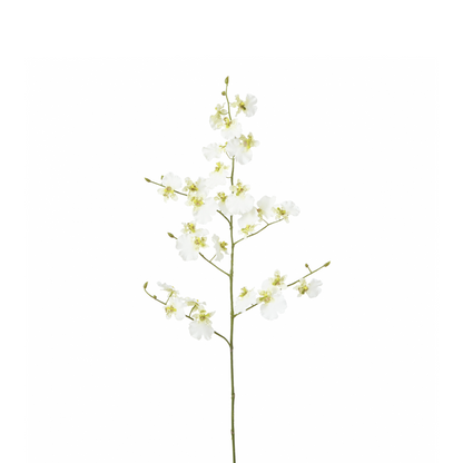 Tige d'Orchidée Oncidium 