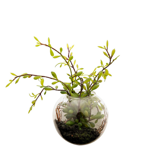 Composizione à Suspendre Sedum