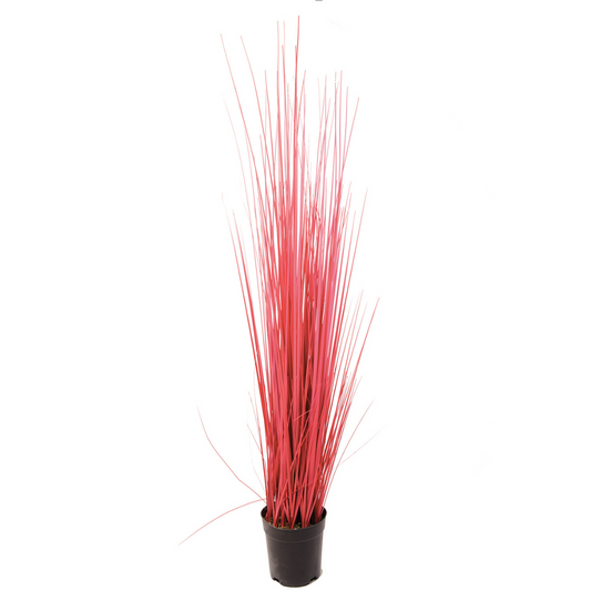Herbe en Pot