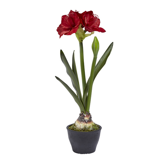 Amaryllis in vaso