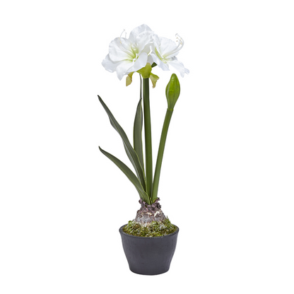 Amaryllis in vaso