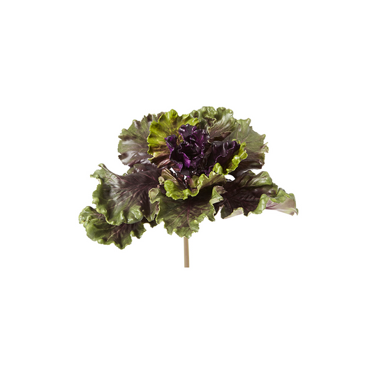 Feuillage de Chou Kale