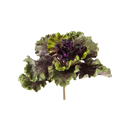 Feuillage de Chou Kale
