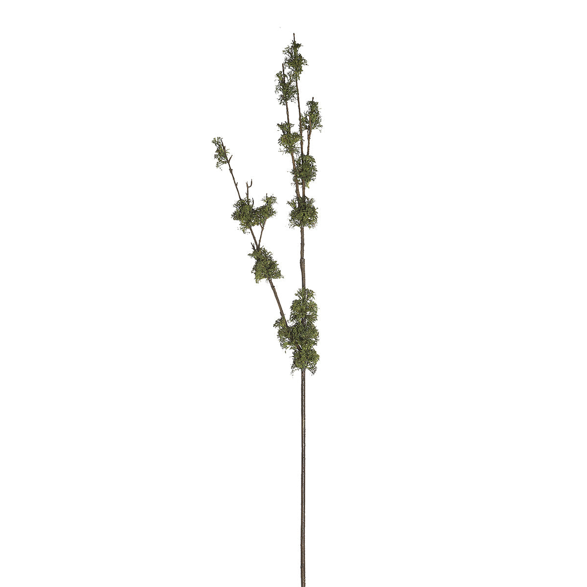 Branche Avec Mousse