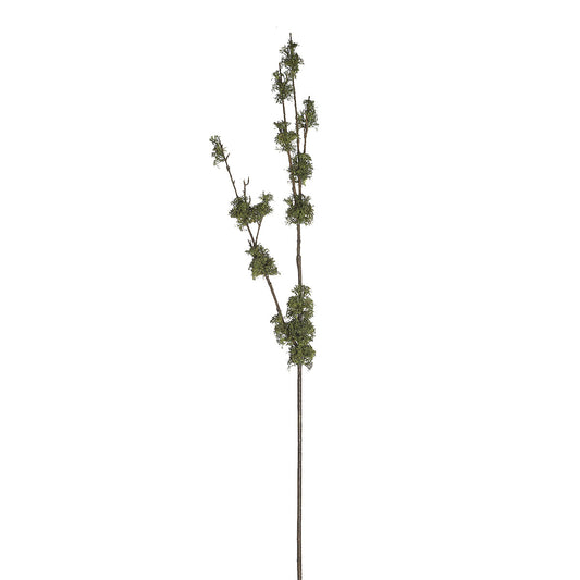 Branche Avec Mousse
