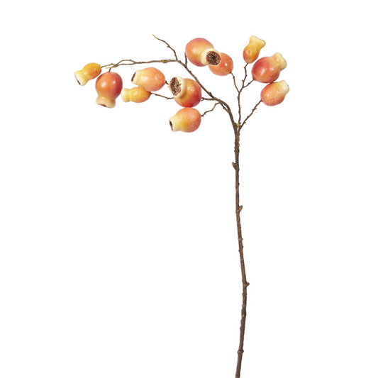 Branche Églantier