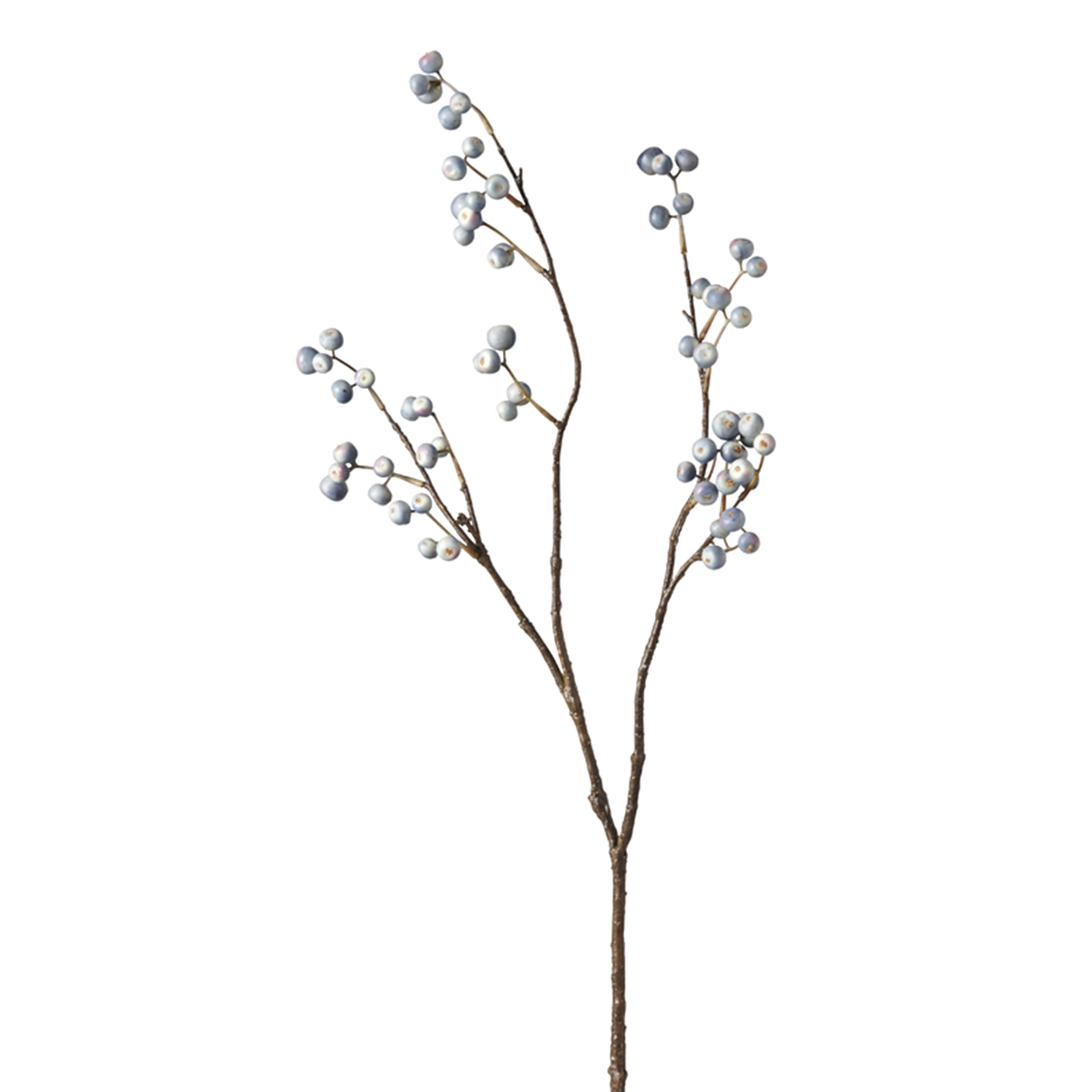 Branche de Baies