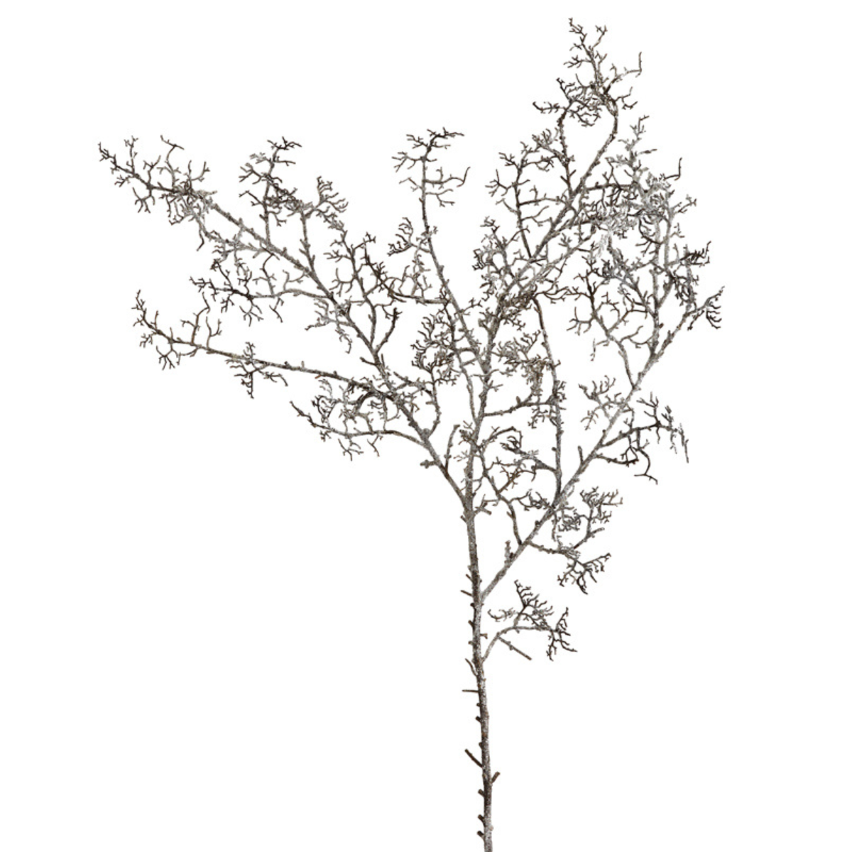 Branche de Pin Séché Noël