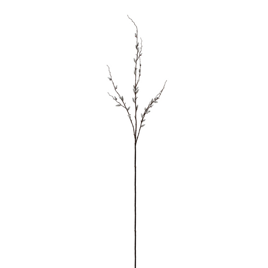 Branche de Saule