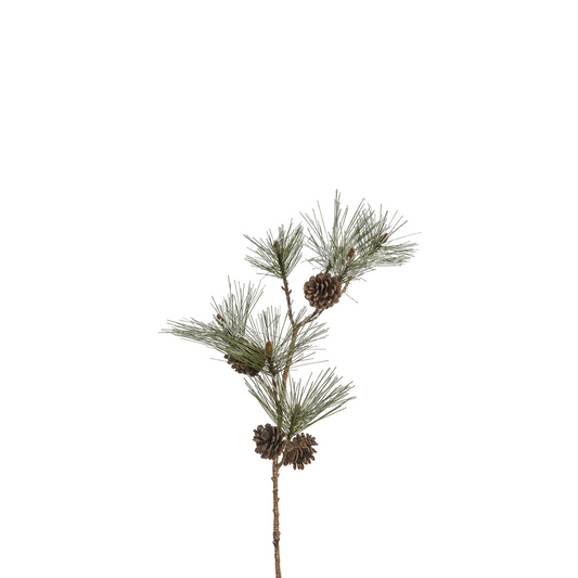 Branche de Pin enneigée