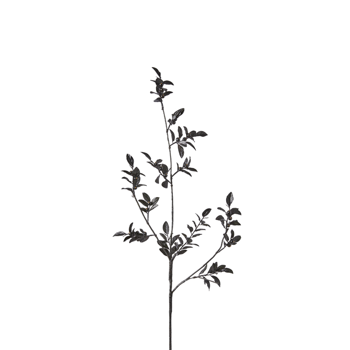 Branche de Baies avec Feuilles