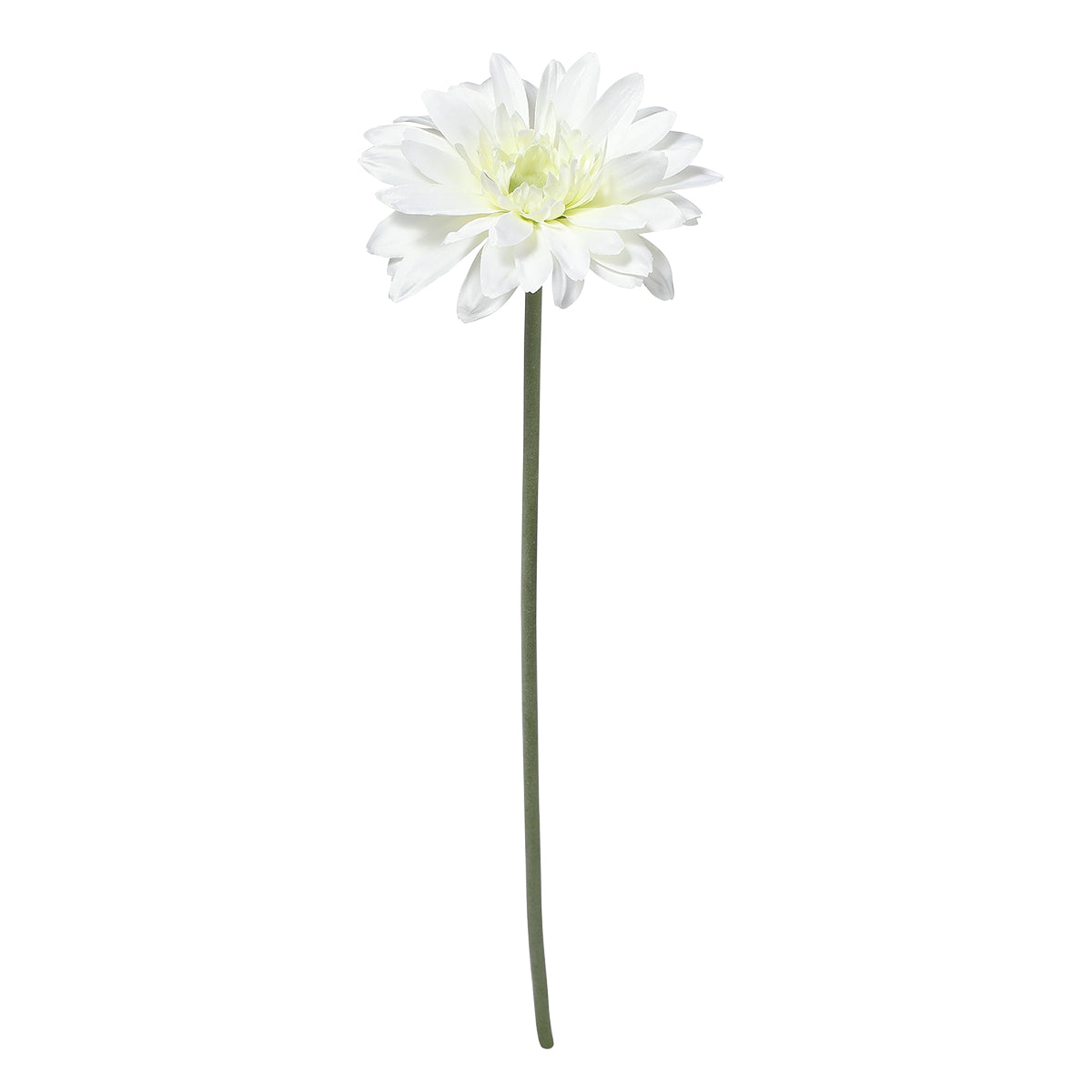 Tige de Gerbera
