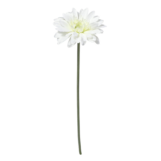 Tige de Gerbera