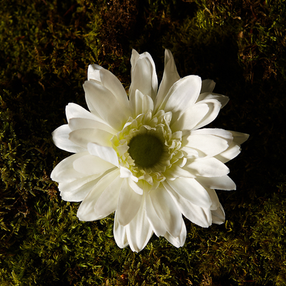Tige de Gerbera