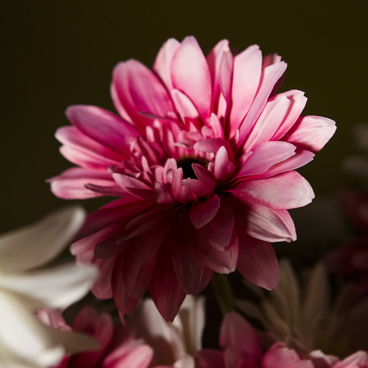 Tige de Gerbera