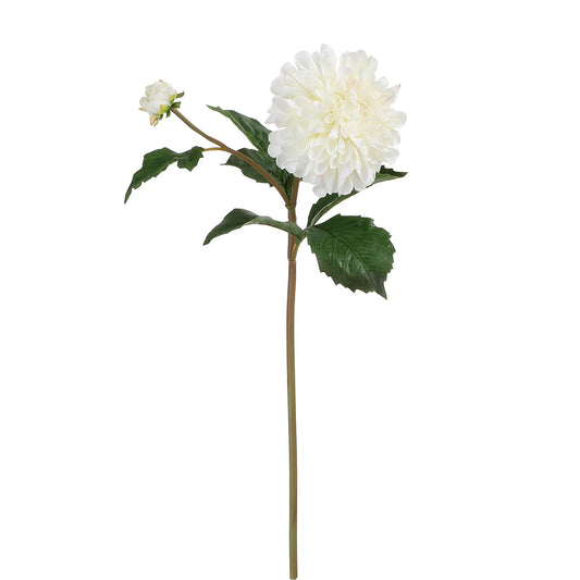 Tige de Dahlia