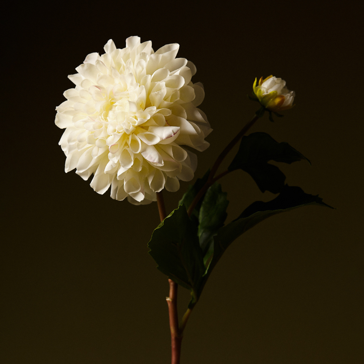 Tige de Dahlia