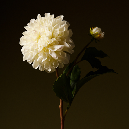 Tige de Dahlia