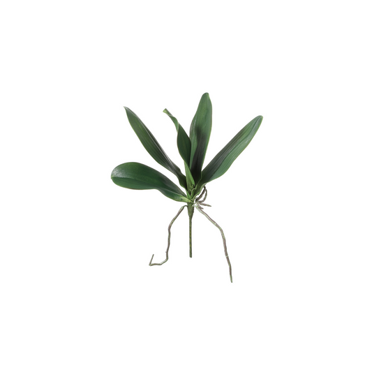 Feuillage d'Orchidée Petit Formato