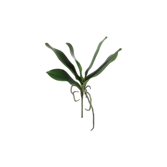 Feuillage d'Orchidée Grand Format