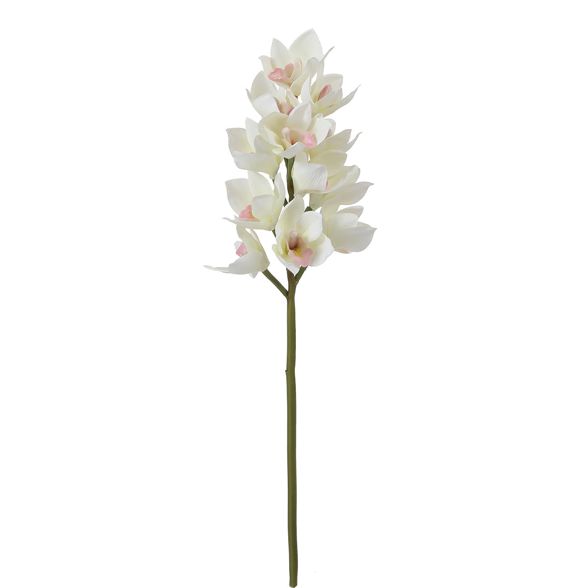 Tige d'Orchidée Cymbidium