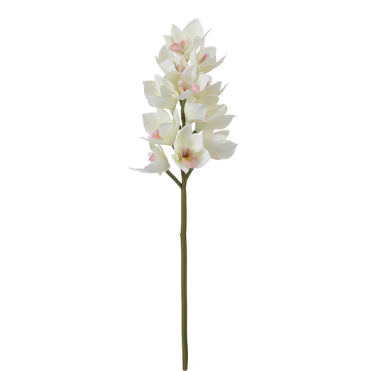 Tige d'Orchidée Cymbidium