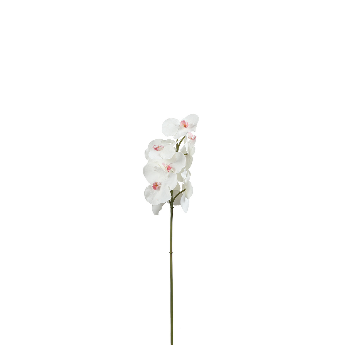 Tige d'Orchidée Bandailan