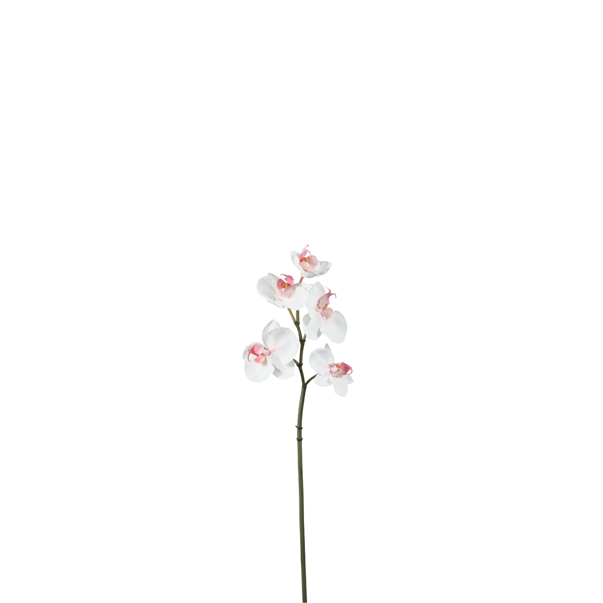 Tige d'Orchidée Phalaenopsis