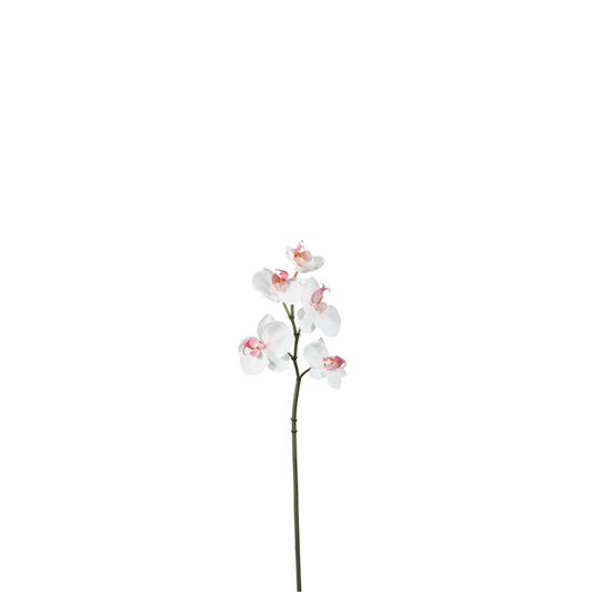 Tige d'Orchidée Phalaenopsis