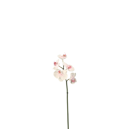 Tige d'Orchidée Phalaenopsis