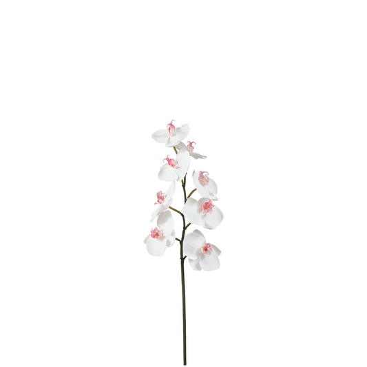 Tige d'Orchidée Phalaenopsis