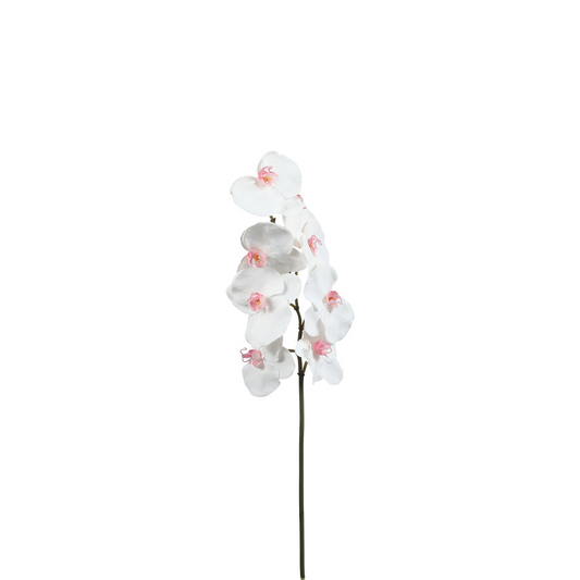Tige d'Orchidée Phalaenopsis