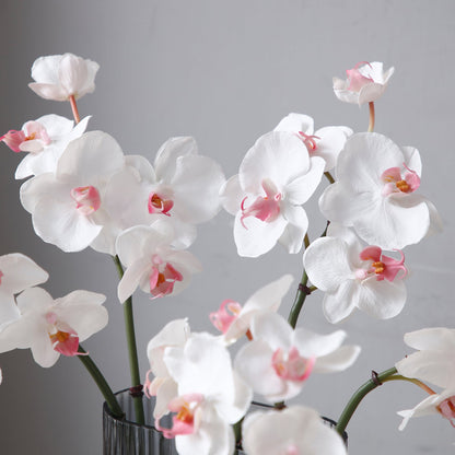 Tige d'Orchidée Phalaenopsis