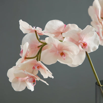 Tige d'Orchidée Phalaenopsis