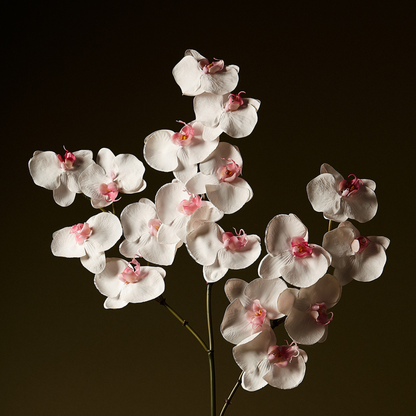 Tige d'Orchidée Phalaenopsis