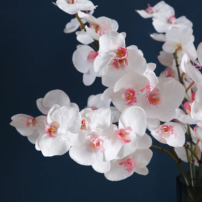 Tige d'Orchidée Phalaenopsis