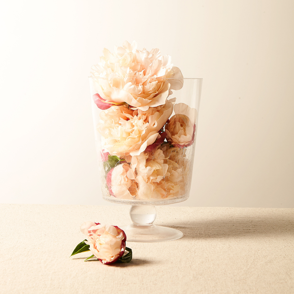 Tige de Pivoine