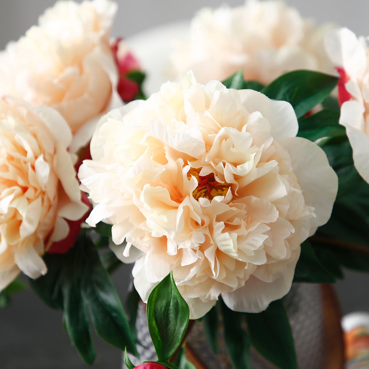 Tige de Pivoine
