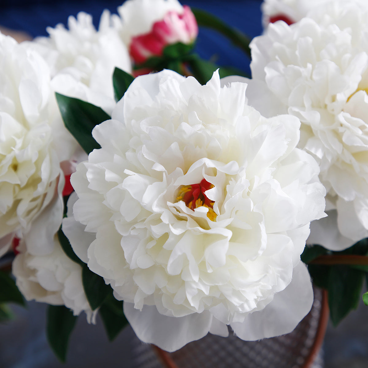 Tige de Pivoine