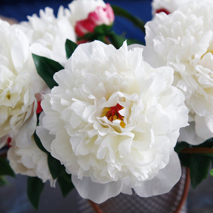 Tige de Pivoine